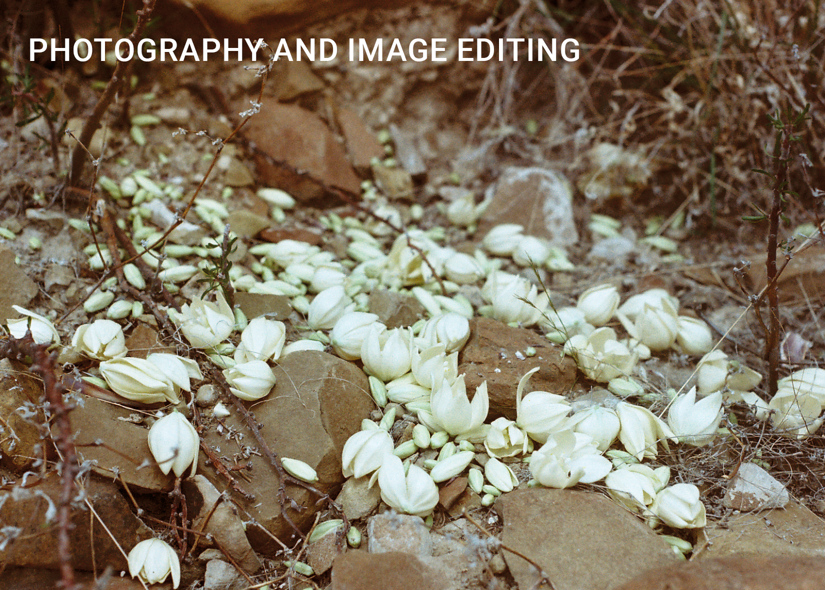 cover img
